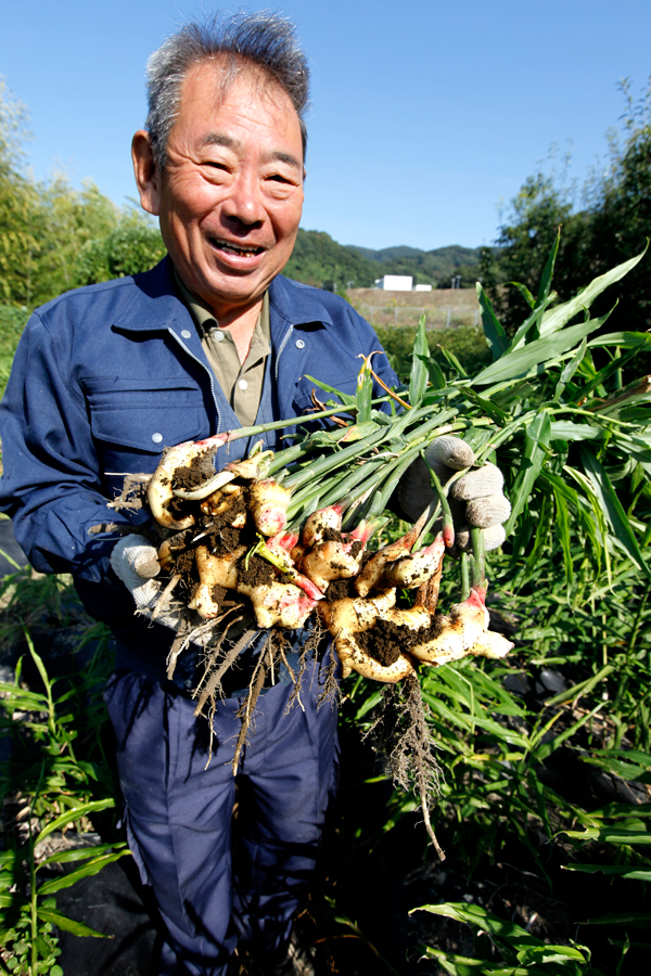 秋の新生姜を甘酢漬けに 陸平さんの収穫作業 九重雑賀 公式サイト